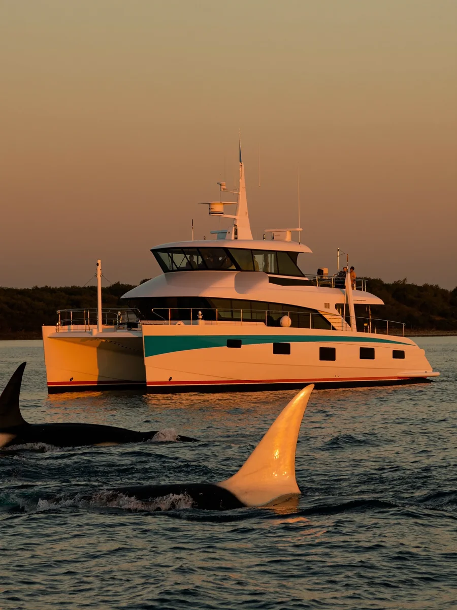 A large white whale-watching catamaran on calm open water at golden hour, orca fins in the foreground